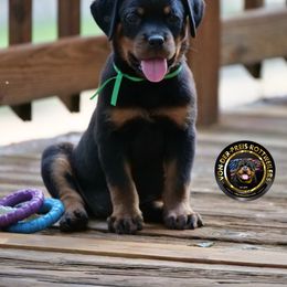 Green gal - Black and mahogany female Rottweiler puppy in Kittanning, Pennsylvania from Steel City's Von Der Preis Rottweilers