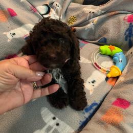 Espresso - Brown male Poodle puppy in Winter Haven, Florida from Herdez’s Poodles
