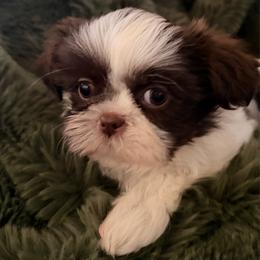Girl 2 - Liver and white female Shih Tzu puppy in Peoria, Arizona from Jodi’s Shihtzus