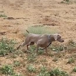 Tease - Weimaraner