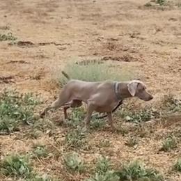 Tease - Weimaraner