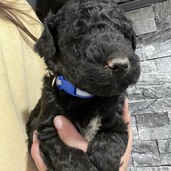 Puppy 9 - Black female Whoodle puppy in Corinth, Maine from Whoodles of Maine