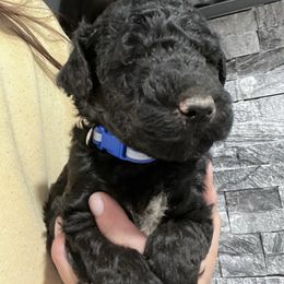 Puppy 9 - Black female Whoodle puppy in Corinth, Maine from Whoodles of Maine
