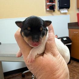 Girl B - White black and tan female Toy Fox Terrier puppy in Clermont, Florida from Debbie Hiles's Toy Fox Terriers