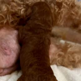 Girl 1 - female Goldendoodle puppy in Frederick, Maryland from Loving Doodles