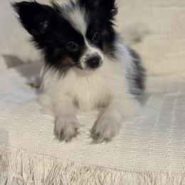 Papillon Puppies from Lena Cherkas
