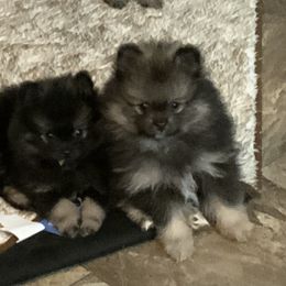 Pomeranian Puppies from Heartlovepoms