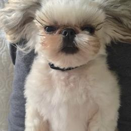 Shih Tzu Puppies from Willow Lane Shih Tzus