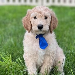 Goldendoodle and Poodle Puppies from Funny Farm Poodles & Doodles