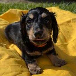 Tony - Black and tan male Dachshund puppy in Hanford, California from Cooper Gals Doxies