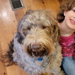 Australian Labradoodles from Generations Labradoodles