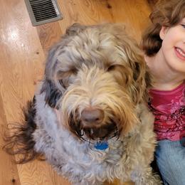 Australian Labradoodles from Generations Labradoodles