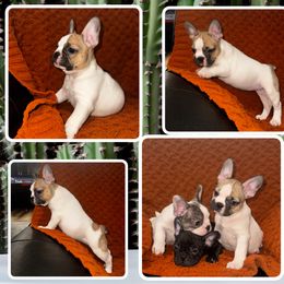Churro - Tricolors female French Bulldog puppy in Peoria, Arizona from A Quality French Bulldogs AZ