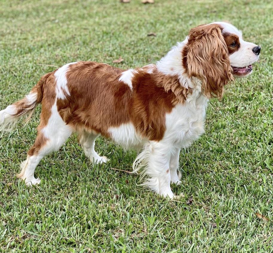 Griffins Puppies in North Carolina | Cavalier King Charles Spaniel ...