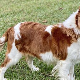 Cavalier King Charles Spaniels, Cavapoos, and Pembroke Welsh Corgis from Griffins Puppies