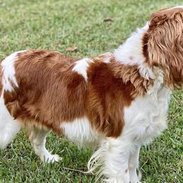 Cavalier King Charles Spaniels, Cavapoos, and Pembroke Welsh Corgis from Griffins Puppies
