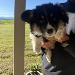 Squirtle - Black and tan male Pembroke Welsh Corgi puppy in Red Bluff, California from Wilder Ranch Corgis