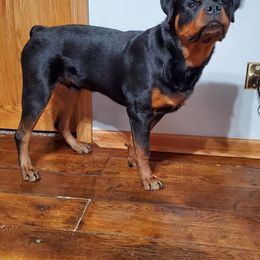 Rottweiler Puppies from Alpha Co. Rottweilers