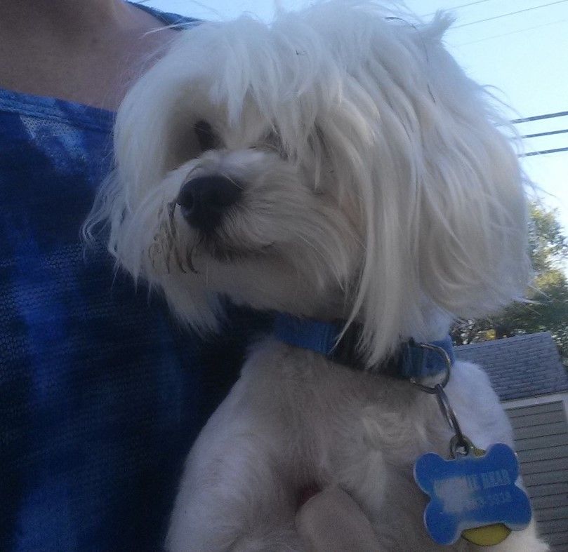 Jolene's Maltese in Oklahoma Maltese puppies Good Dog