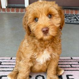 Maroon Boy - Caramel red male Australian Labradoodle puppy in West Union, South Carolina from Golden Corner Labradoodles, LLC