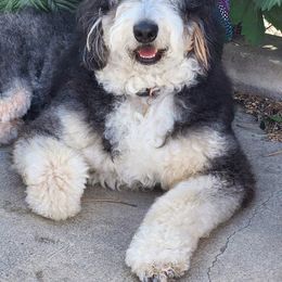 Rumor - Bernedoodle