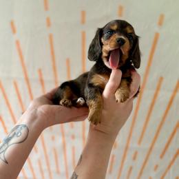 Eloise - Dapple female Dachshund puppy in Westport, Kentucky from Lonestar Creek Farm
