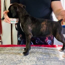 Boxer Puppies from Charron Boxers