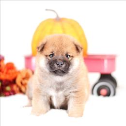 Ranger -FULL AKC REGISTRATION- - Red male Shiba Inu puppy in Neosho, Missouri from Kenny Cave K9s