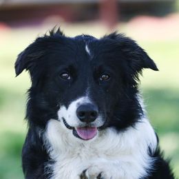 Rex - Border Collie