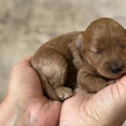 Flower - Apricot female Goldendoodle puppy in Gig Harbor, Washington from Nuttall's Goldendoodles