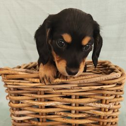 Dachshund Puppies from Wonder Weenies