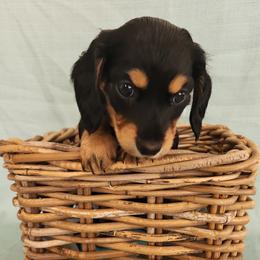 Dachshund Puppies from Wonder Weenies
