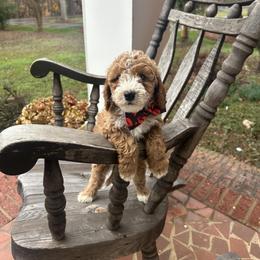 Carson - Red  male Goldendoodle puppy in Mint Hill, North Carolina from DoodleForever