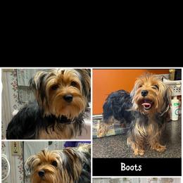 Boots - Yorkshire Terrier