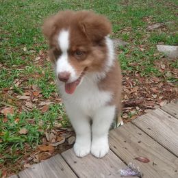Australian Shepherd Puppies from Sakari Australian Shepherds