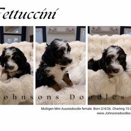 Fettuccini - Black tri-color female Aussiedoodle puppy in North Royalton, Ohio from Johnson's Doodles