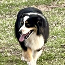 Scooter - Australian Shepherd