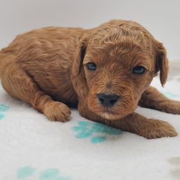 Snowball - Red  male Poodle puppy in Kannapolis, North Carolina from Carolina Great Danes & Toy Poodles