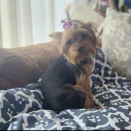 Zar (AKC Purebred) - Yorkshire Terrier