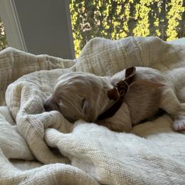 Oskar - Cream male Maltipoo puppy in Vancouver, Washington from Dream Puppies PNW