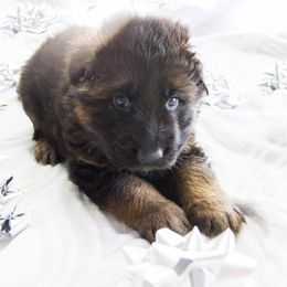 German Shepherd Puppies from Journey's German Shepherds (Kennel Vom Himmel)