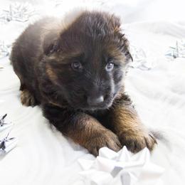 German Shepherd Puppies from Journey's German Shepherds (Kennel Vom Himmel)