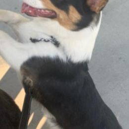 Pembroke Welsh Corgis from All About Corgis