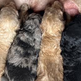 Poodle puppies from KnightWatch K-9