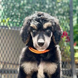 Creed - Phantom male Poodle puppy in Travelers Rest, South Carolina from Cotton Top