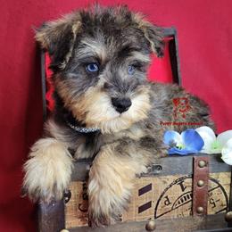 Boy 1 - Salt and pepper male Miniature Schnauzer puppy in Fairhope, Alabama from Puppy Sugars Kennels