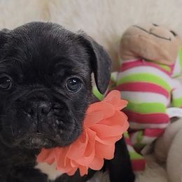 French Bulldogs from Vanessa's Frenchies