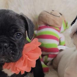 French Bulldogs from Vanessa's Frenchies