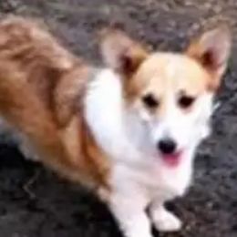 Wendy - Pembroke Welsh Corgi