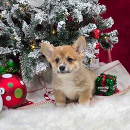 Cindy Lou - Sable female Pembroke Welsh Corgi puppy in Charleston, Arkansas from Hilltop Corgis